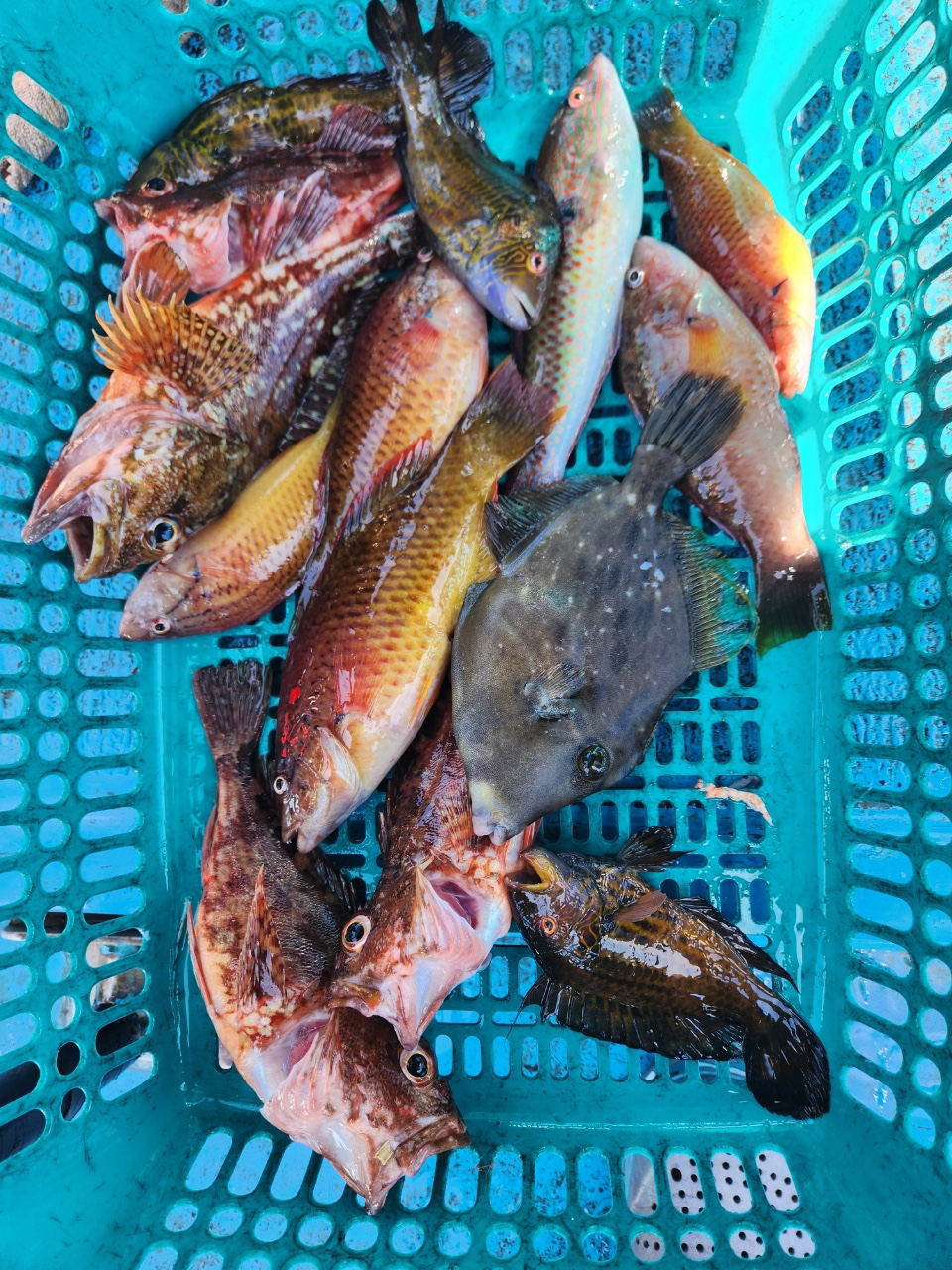 그랜드호배낚시